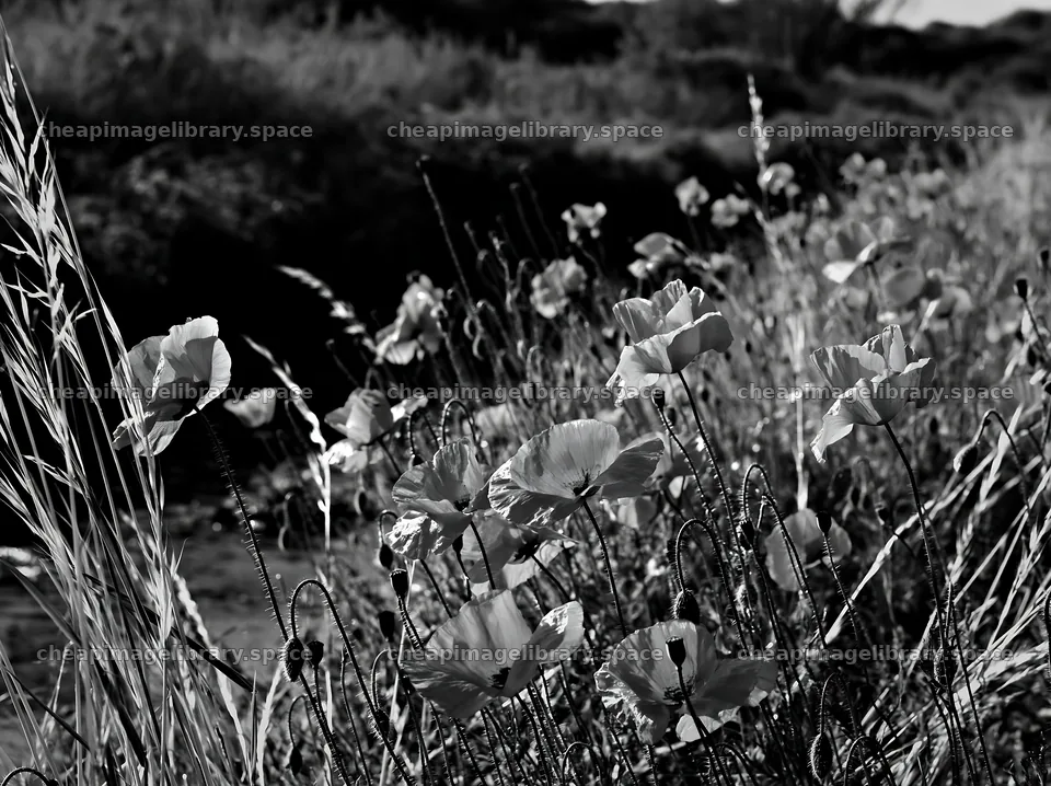 High contrast brook meadow with blooming flowers – image library 9174x6866