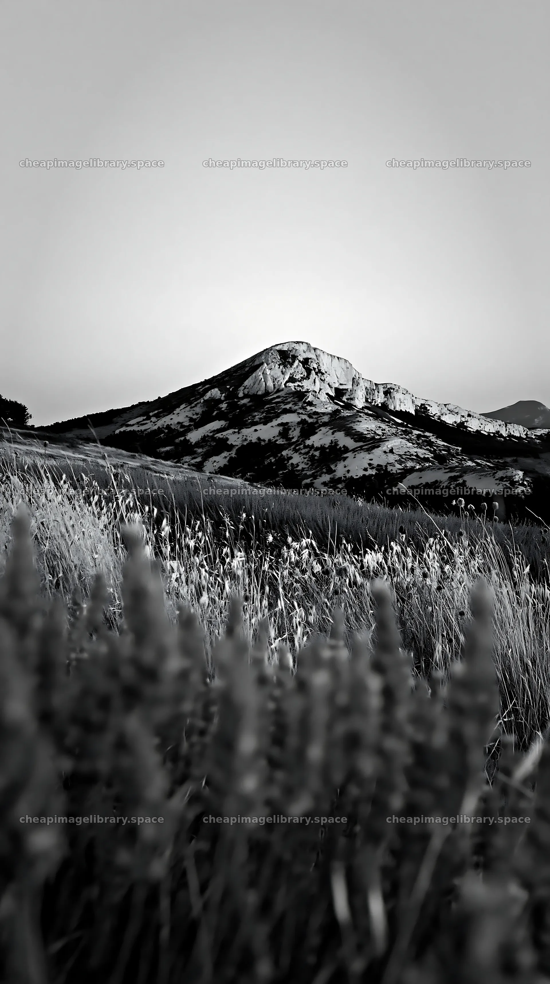 Drought-tolerant meadow with mountains in the background – image library 5938x10608