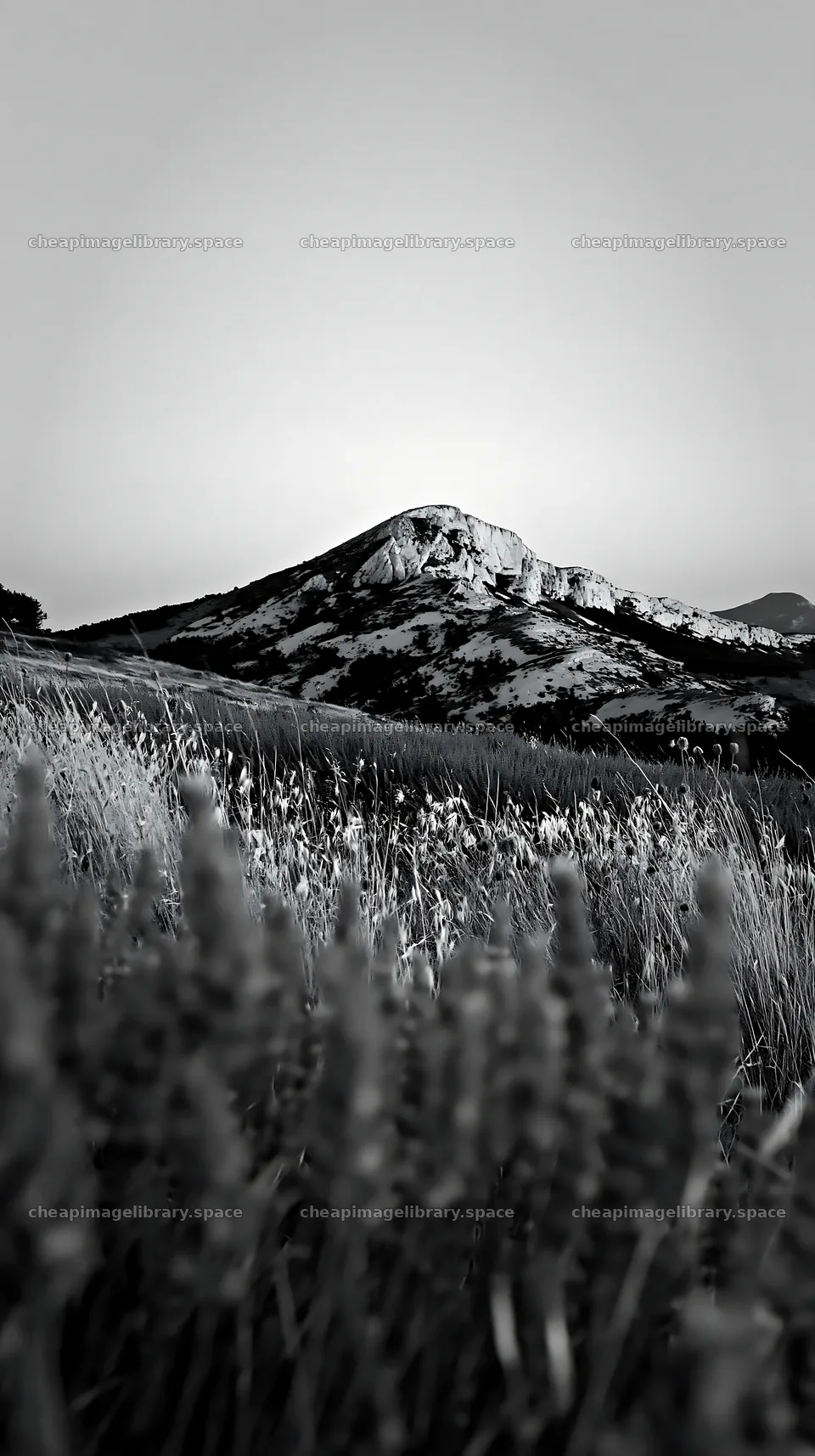 Drought-tolerant meadow with mountains in the background – image library 5938x10608