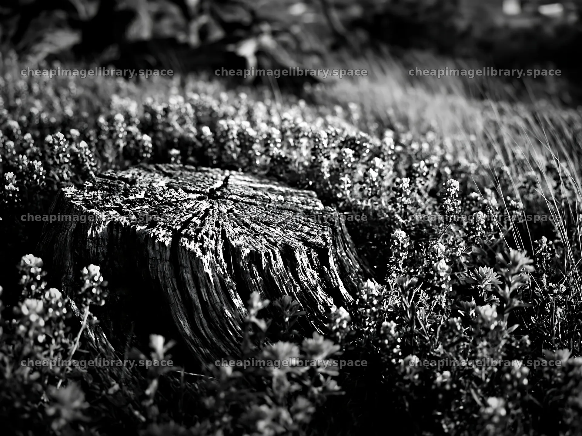 Weathered log surrounded by wildflowers in a meadow – image library 9174x6866