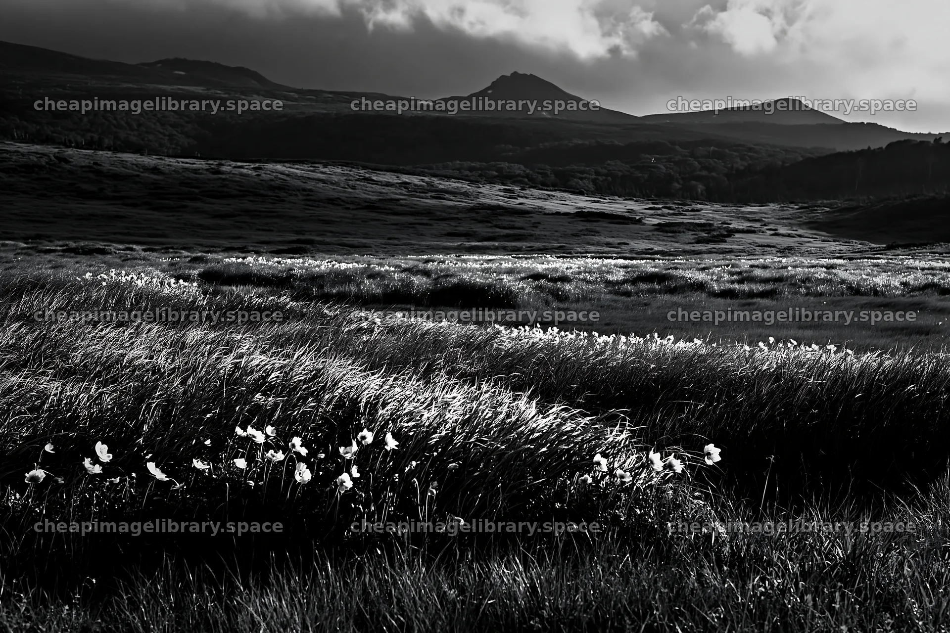 Akita snowmelt meadow with silver grasses in green landscape – image library 9722x6480