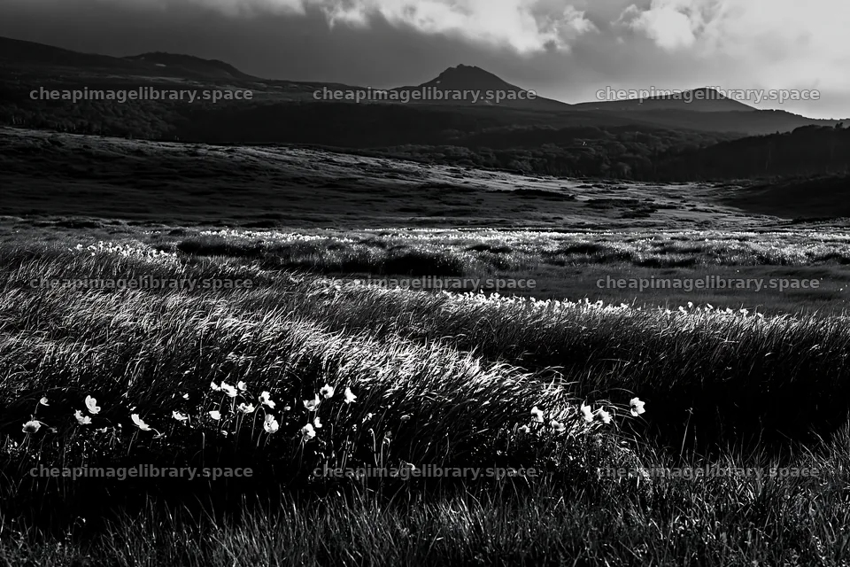Akita snowmelt meadow with silver grasses in green landscape – image library 9722x6480