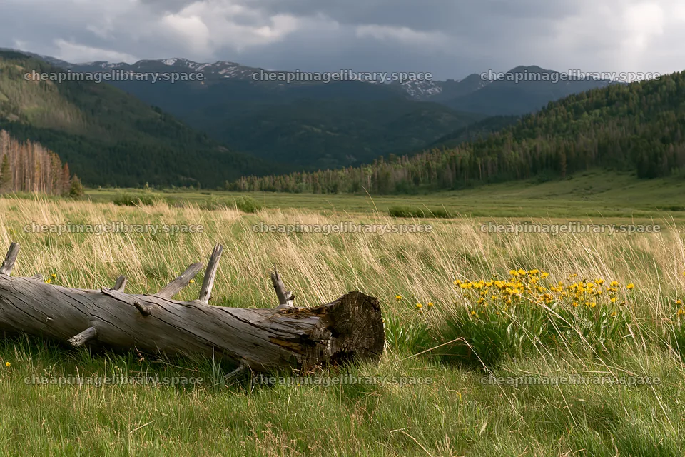 Weathered log in a meadow with distant mountains and flowers – image library 9722x6480