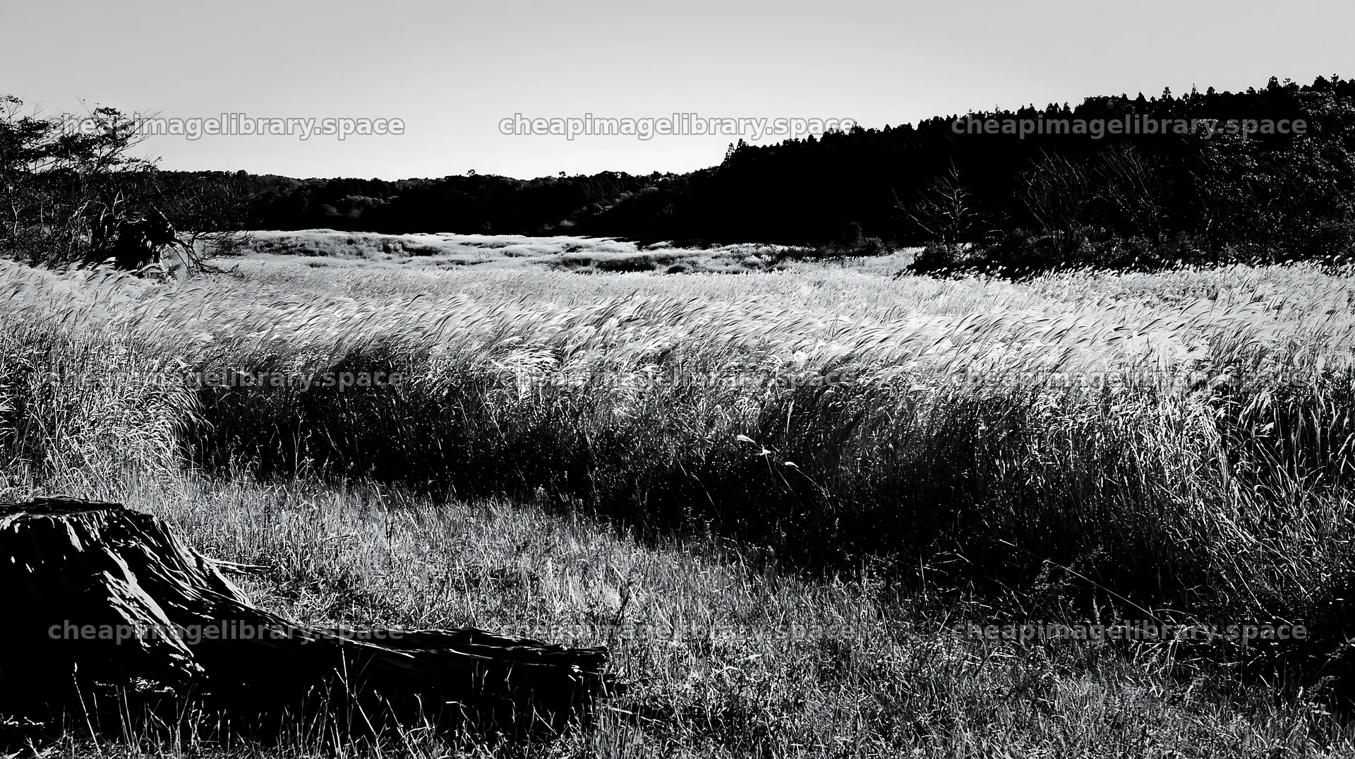 Fukushima native meadow with weathered stump – image library 10608x5938