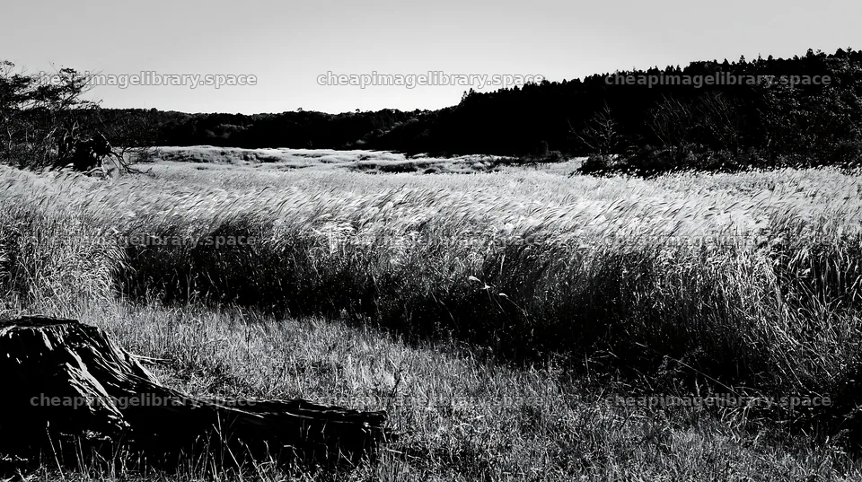 Fukushima native meadow with weathered stump – image library 10608x5938