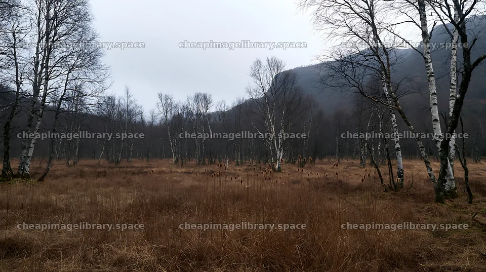 Birch forest meadow during overcast weather – image library 10608x5938