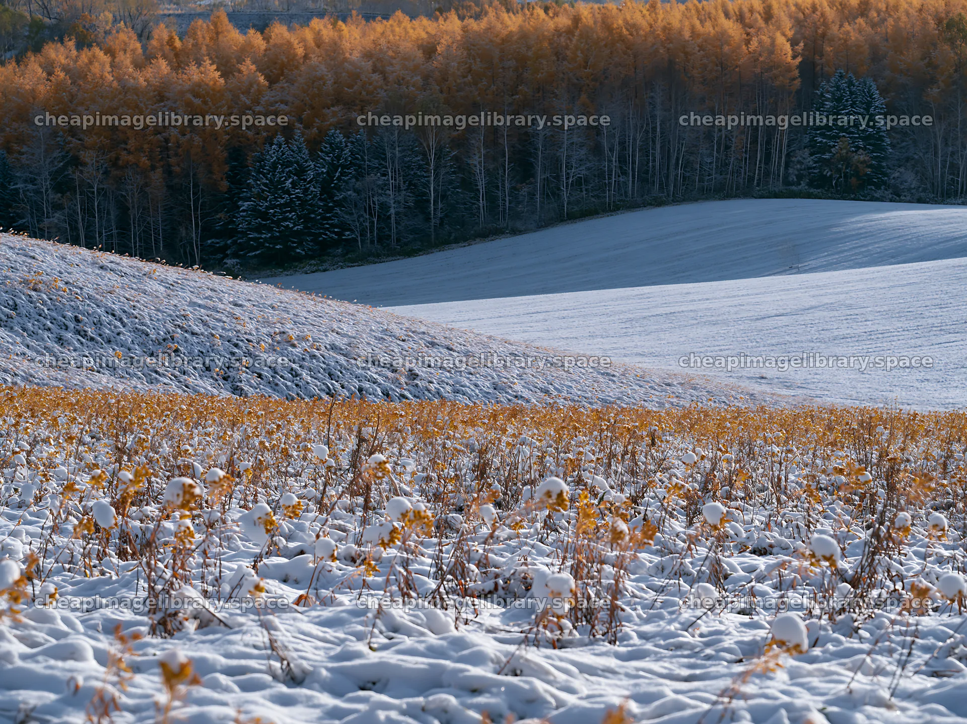Snow covered Biei hills meadow with autumn trees – image library 9174x6866