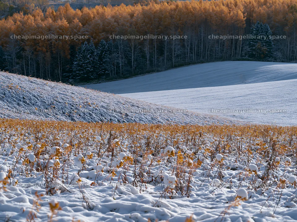 Snow covered Biei hills meadow with autumn trees – image library 9174x6866
