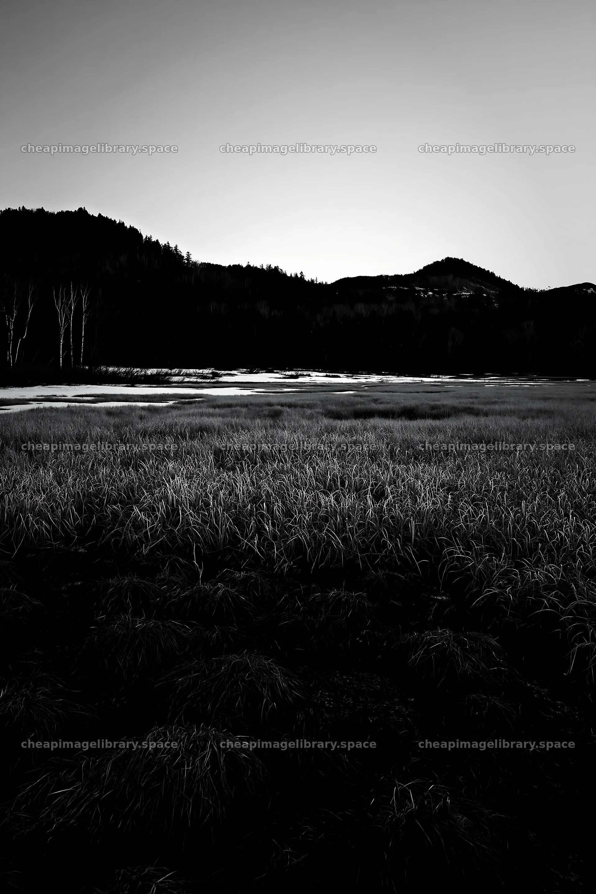 Akita snowmelt meadow with silver grasses – image library 6480x9722