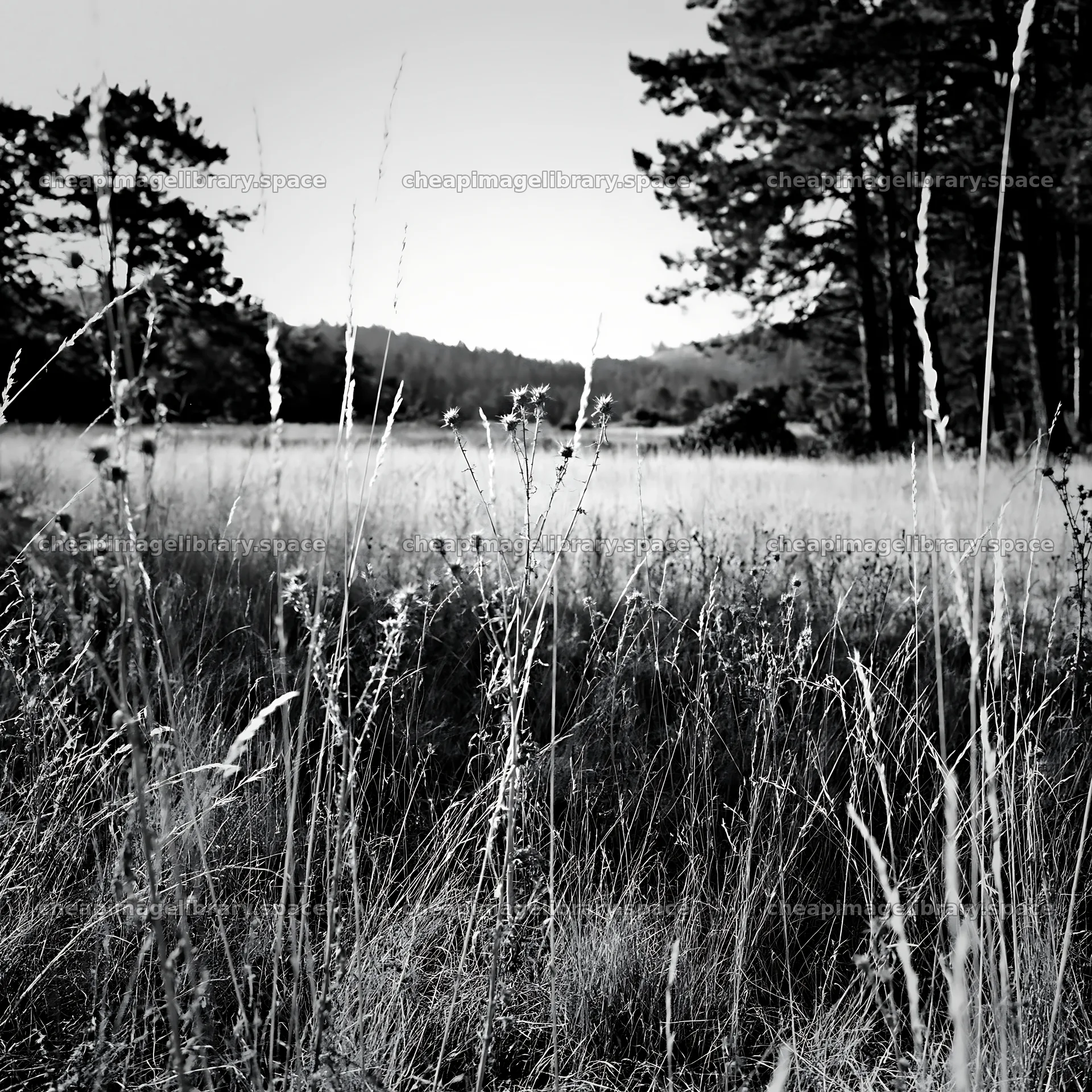 Pine forest meadow with tall grass under soft light – image library 7938x7938