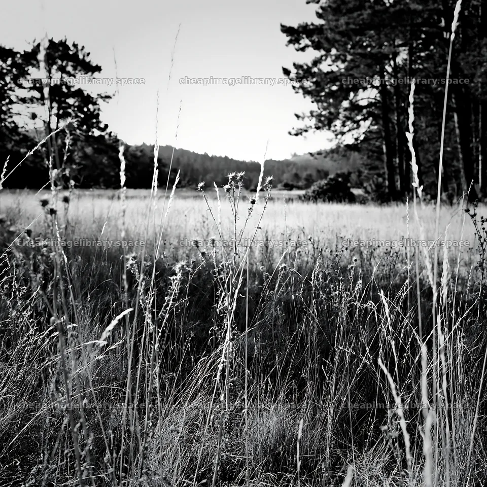 Pine forest meadow with tall grass under soft light – image library 7938x7938