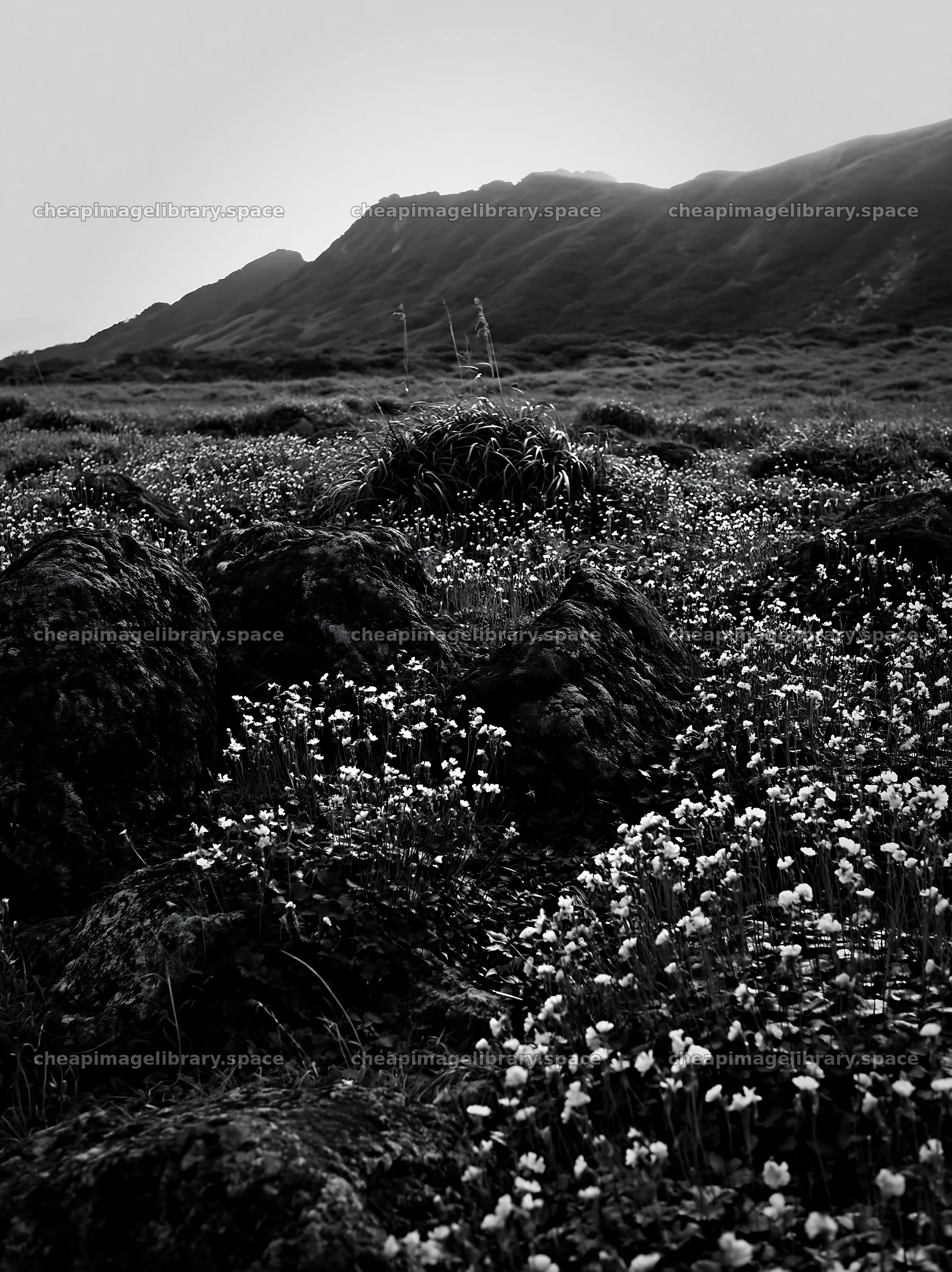 Oita highland meadow with granite stones and flowers – image library 6866x9174