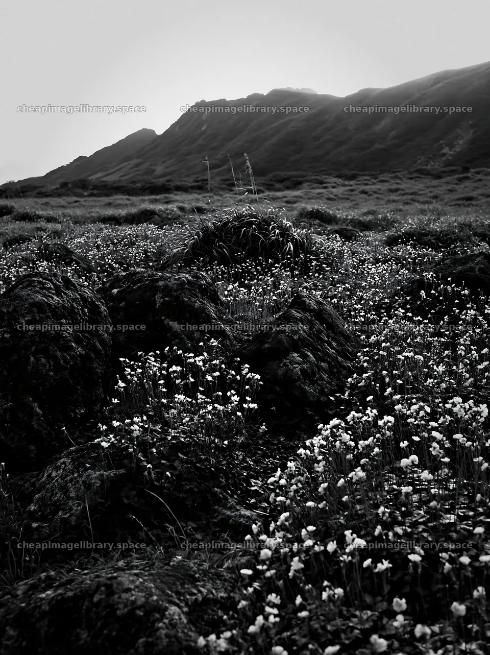 Oita highland meadow with granite stones and flowers – image library 6866x9174