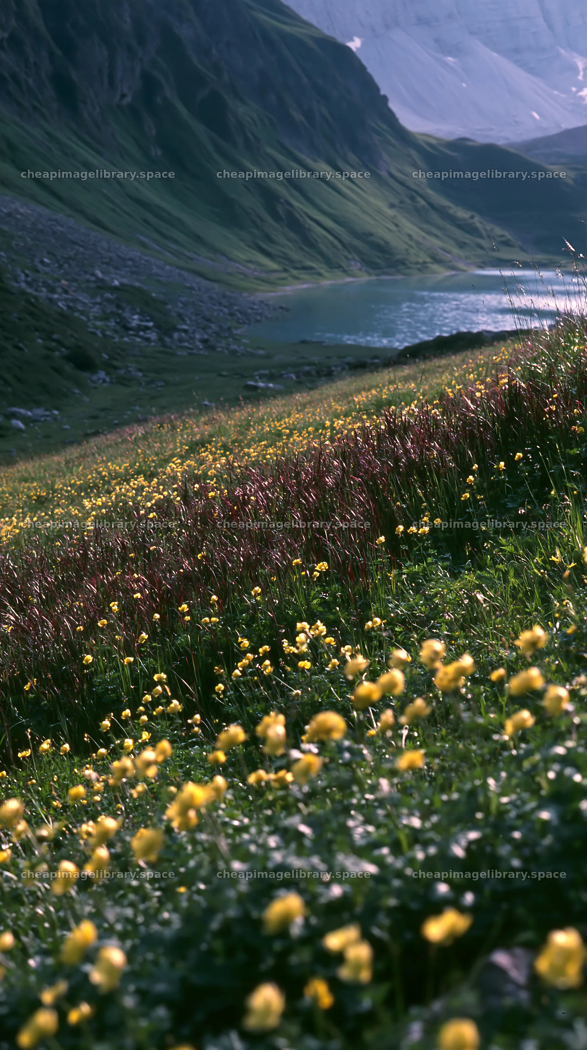 Swiss meadow with flowers beside alpine lake in summer – image library 5938x10608