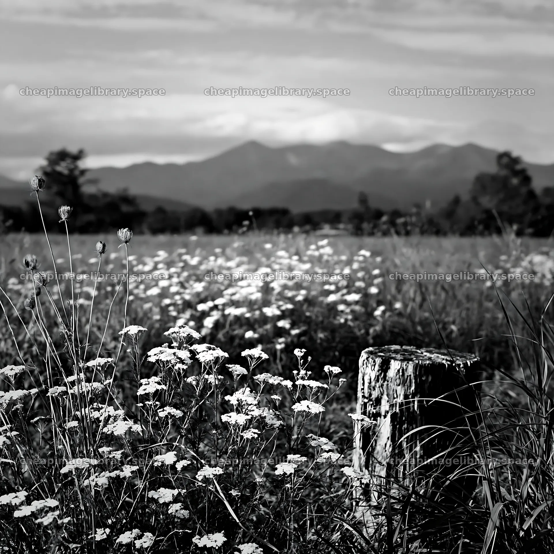 Fukushima native meadow with weathered stump – image library 7938x7938