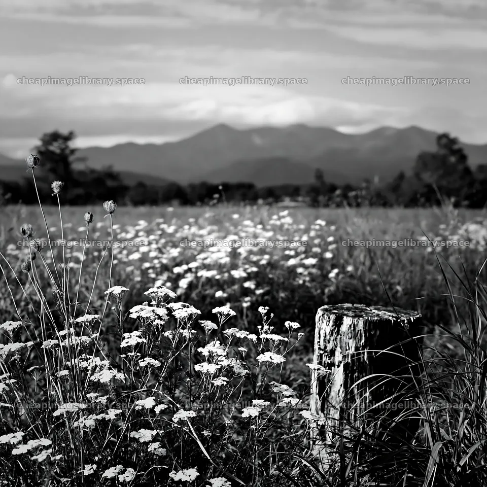 Fukushima native meadow with weathered stump – image library 7938x7938