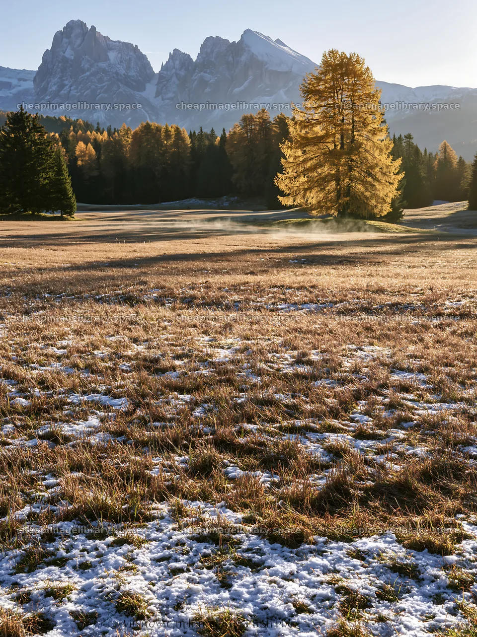 Alpe di Siusi meadow sunbeams across golden grass and trees – image library 6866x9174