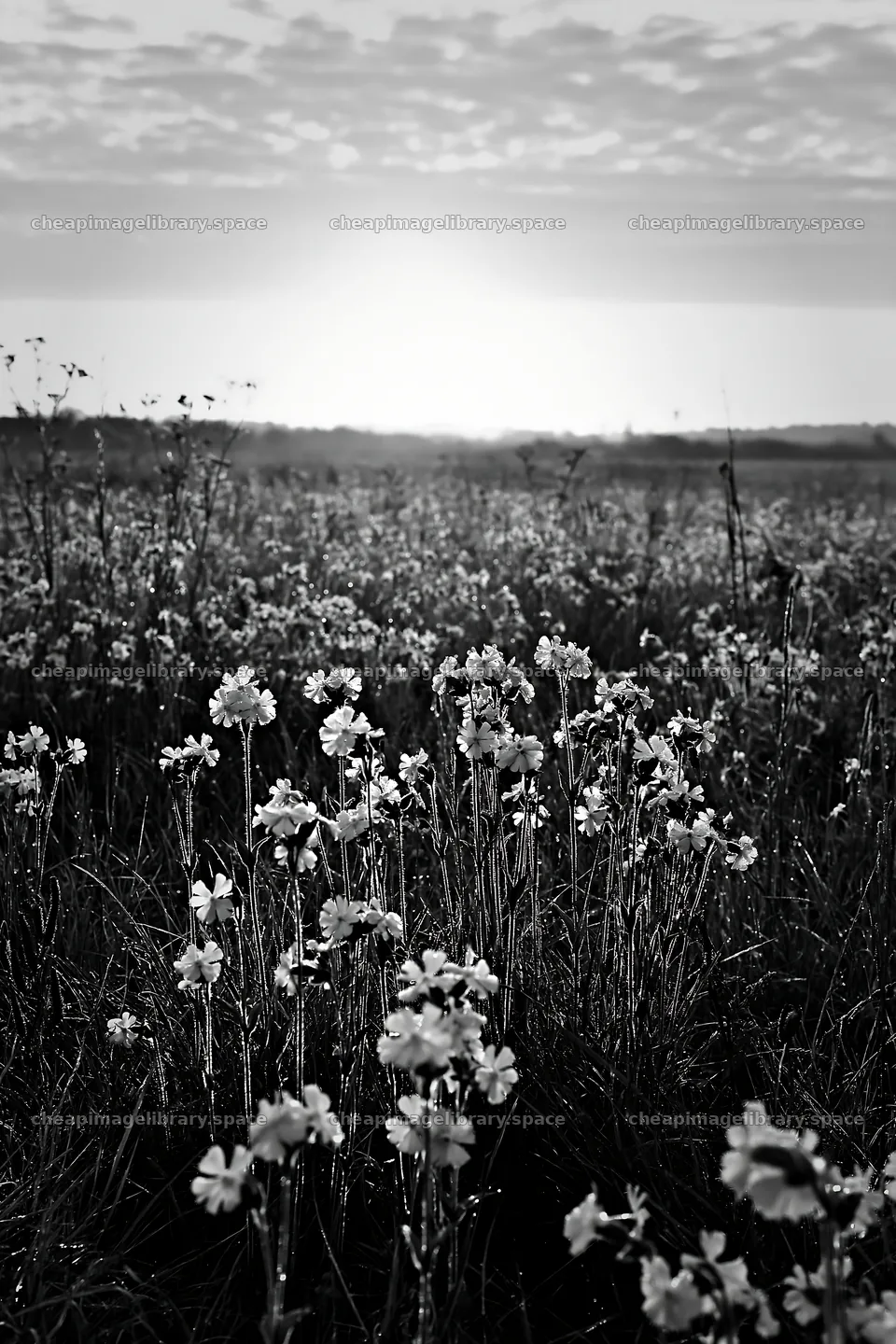 Pink campion meadow at sunrise in black and white – image library 6480x9722