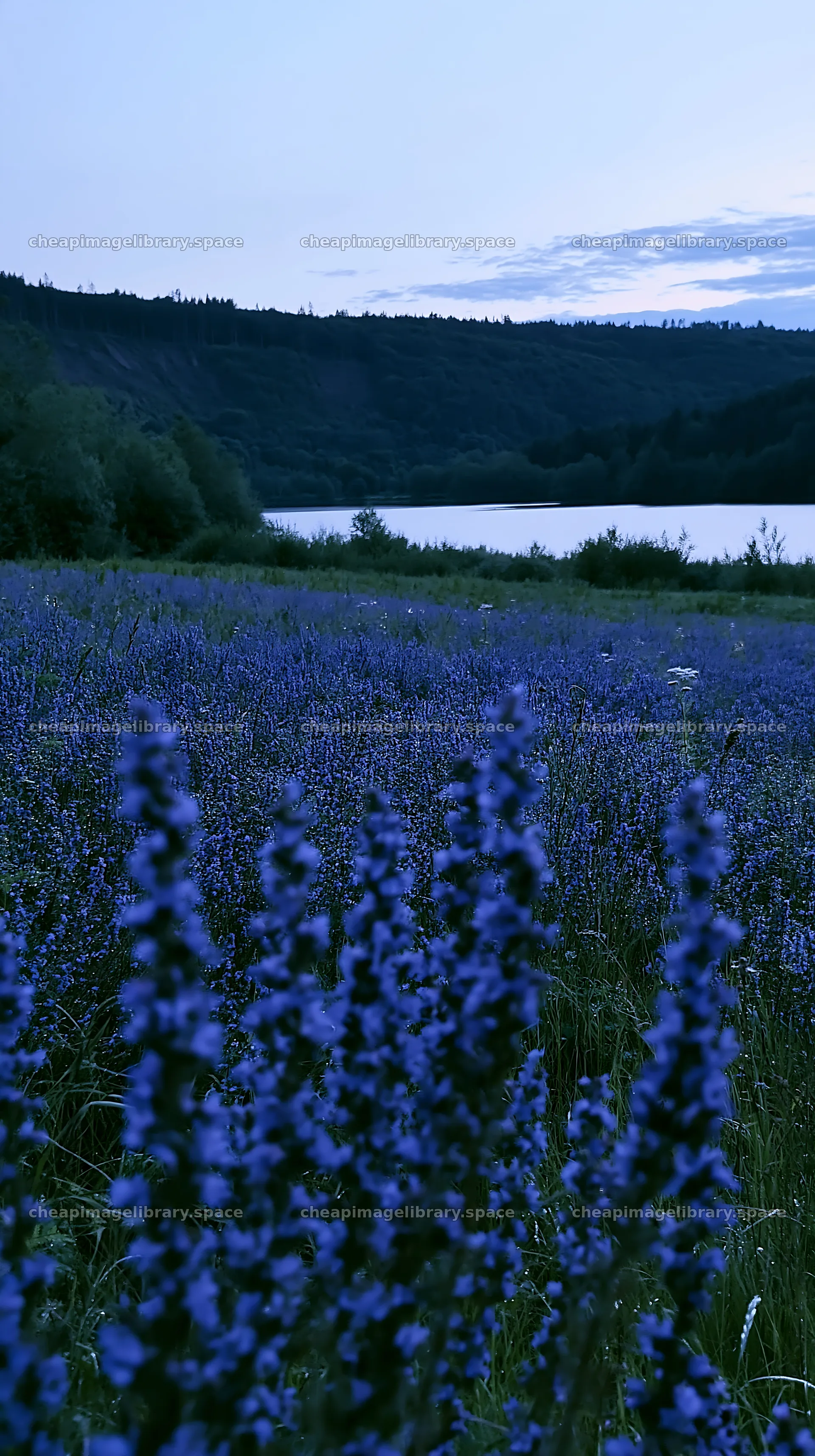 Lakeside meadow with blue flowers in Germany at dusk – image library 5938x10608