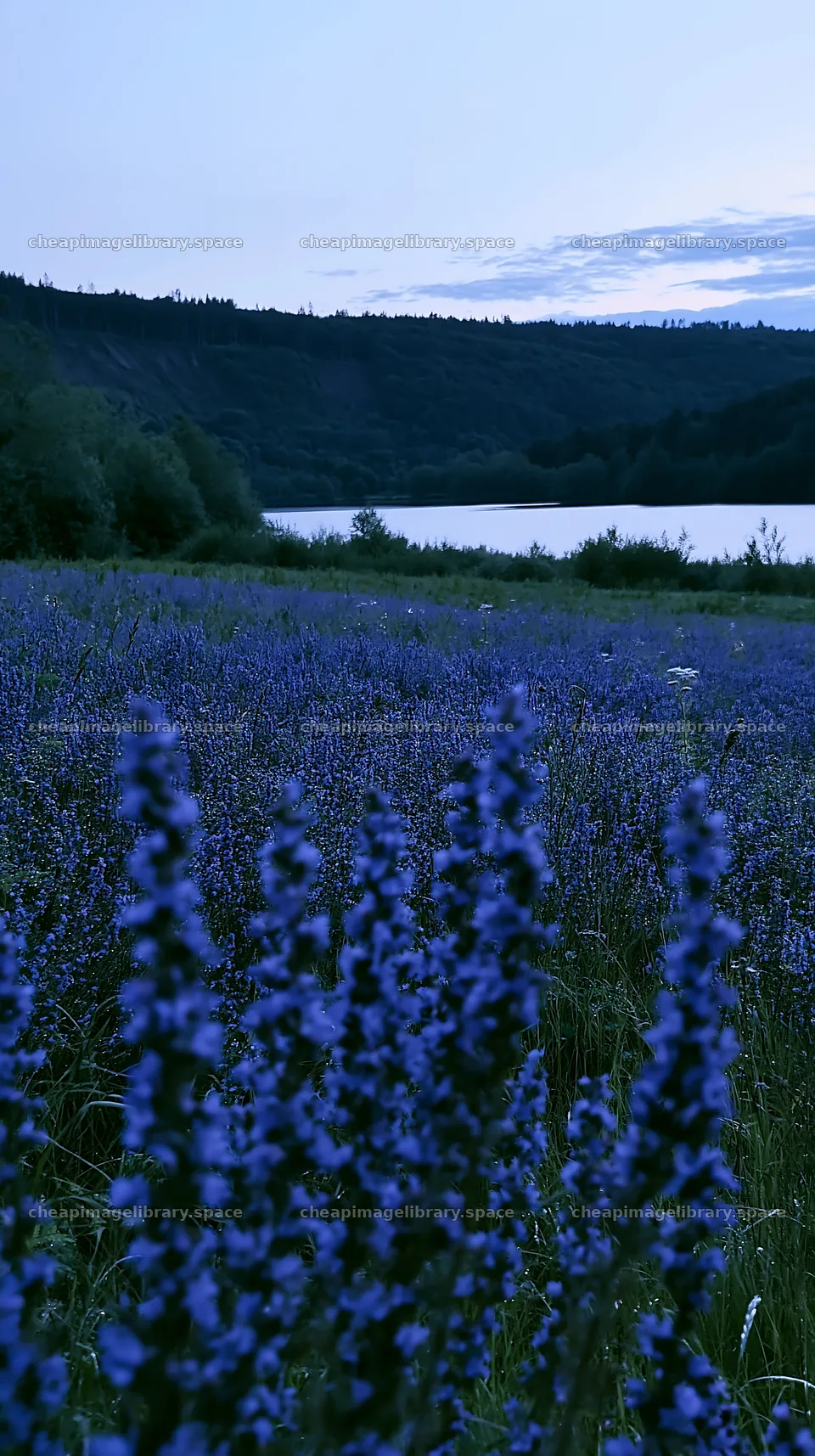 Lakeside meadow with blue flowers in Germany at dusk – image library 5938x10608