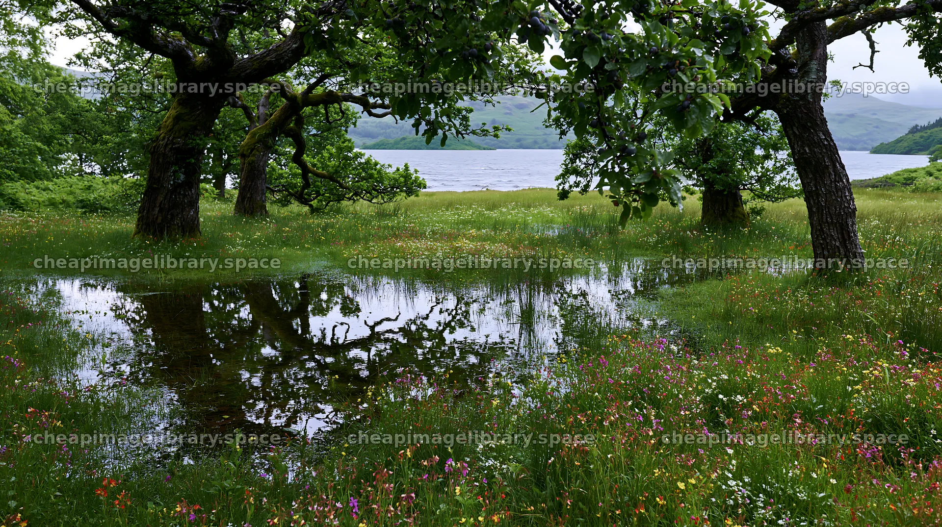 Lakeside orchard meadow with trees and wildflowers – image library 10608x5938