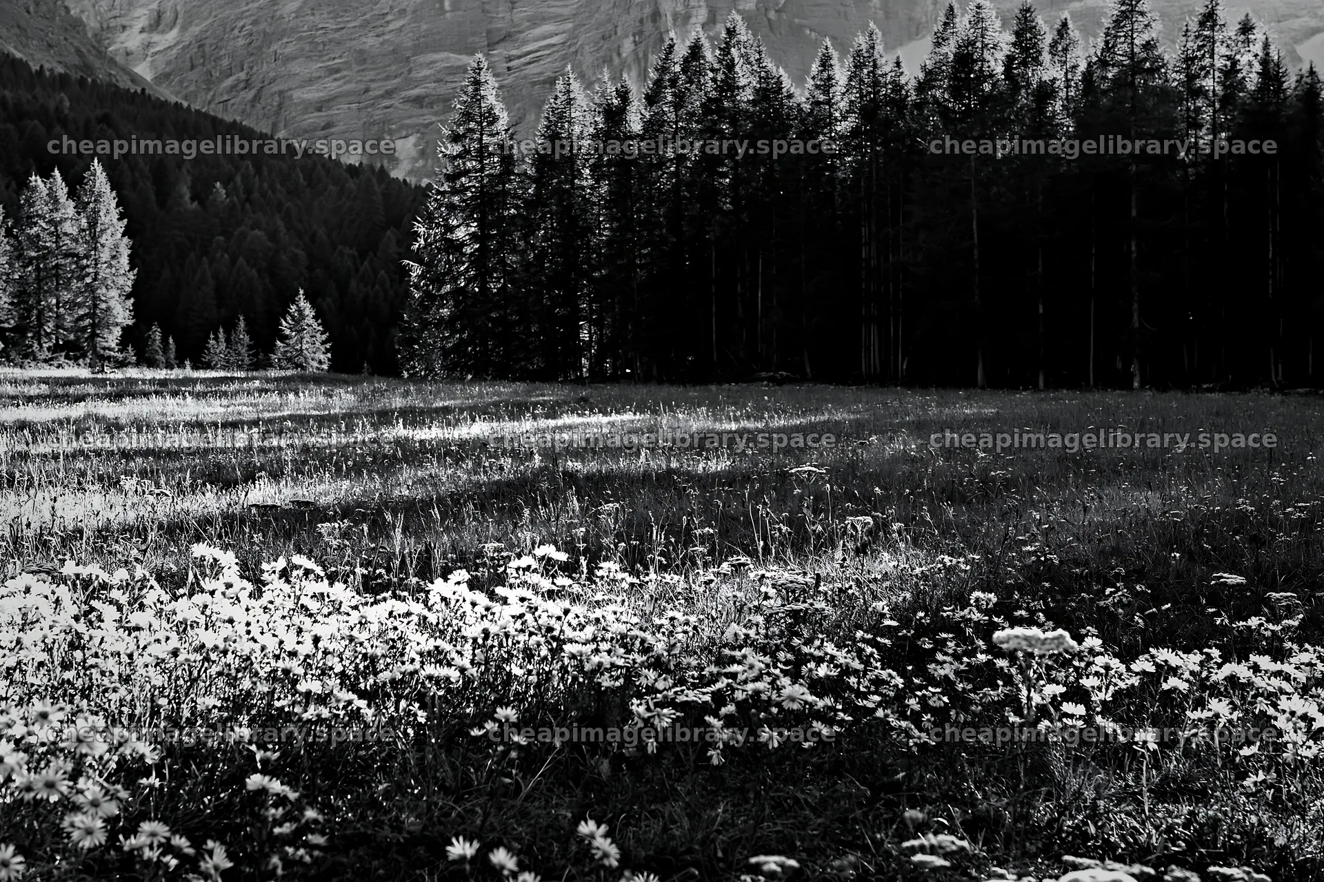 Crepuscular rays shining on a meadow with wildflowers – image library 9722x6480