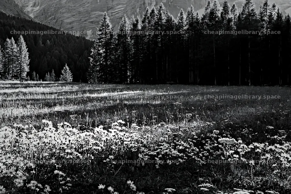 Crepuscular rays shining on a meadow with wildflowers – image library 9722x6480
