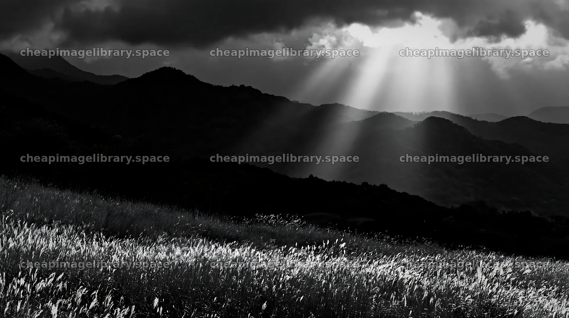 Ehime twilight meadow with dry seedheads and sunlight rays – image library 10608x5938