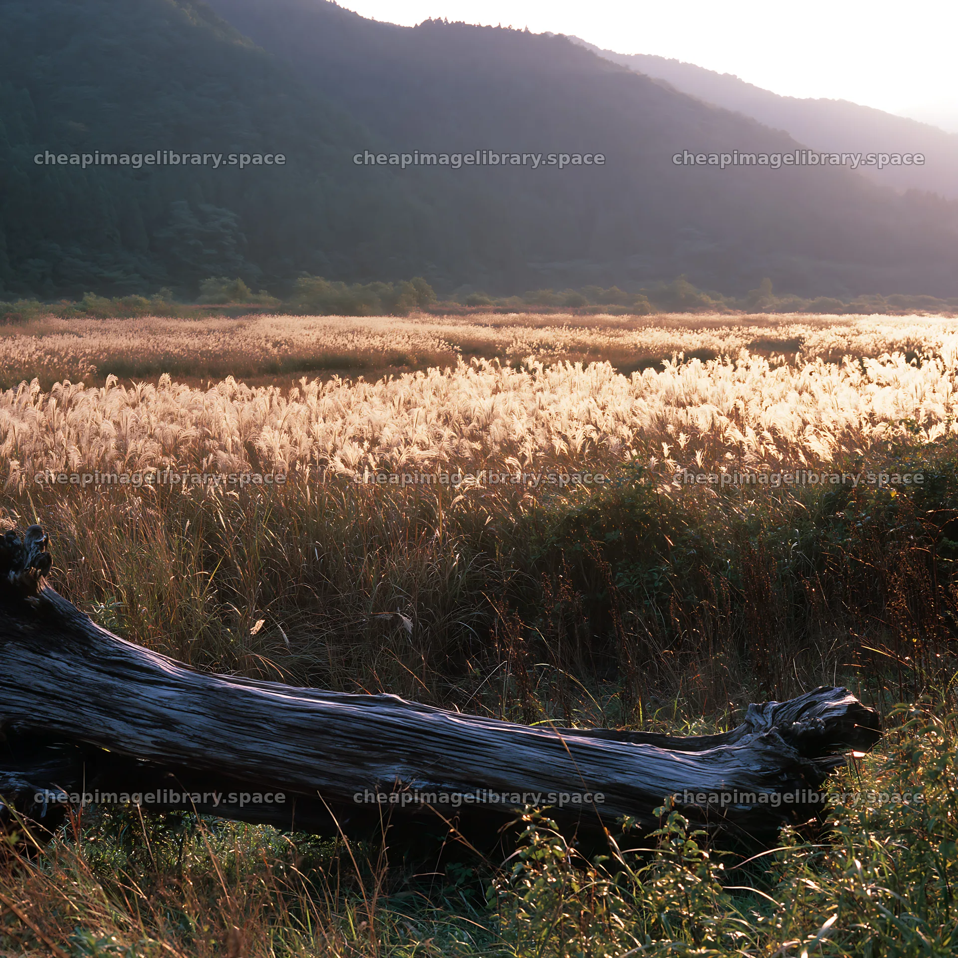 Wakayama autumn meadow with weathered wood in foreground – image library 7938x7938