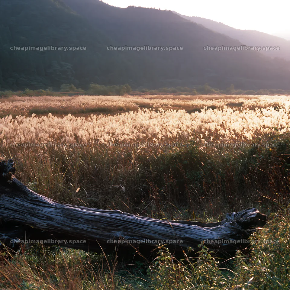 Wakayama autumn meadow with weathered wood in foreground – image library 7938x7938