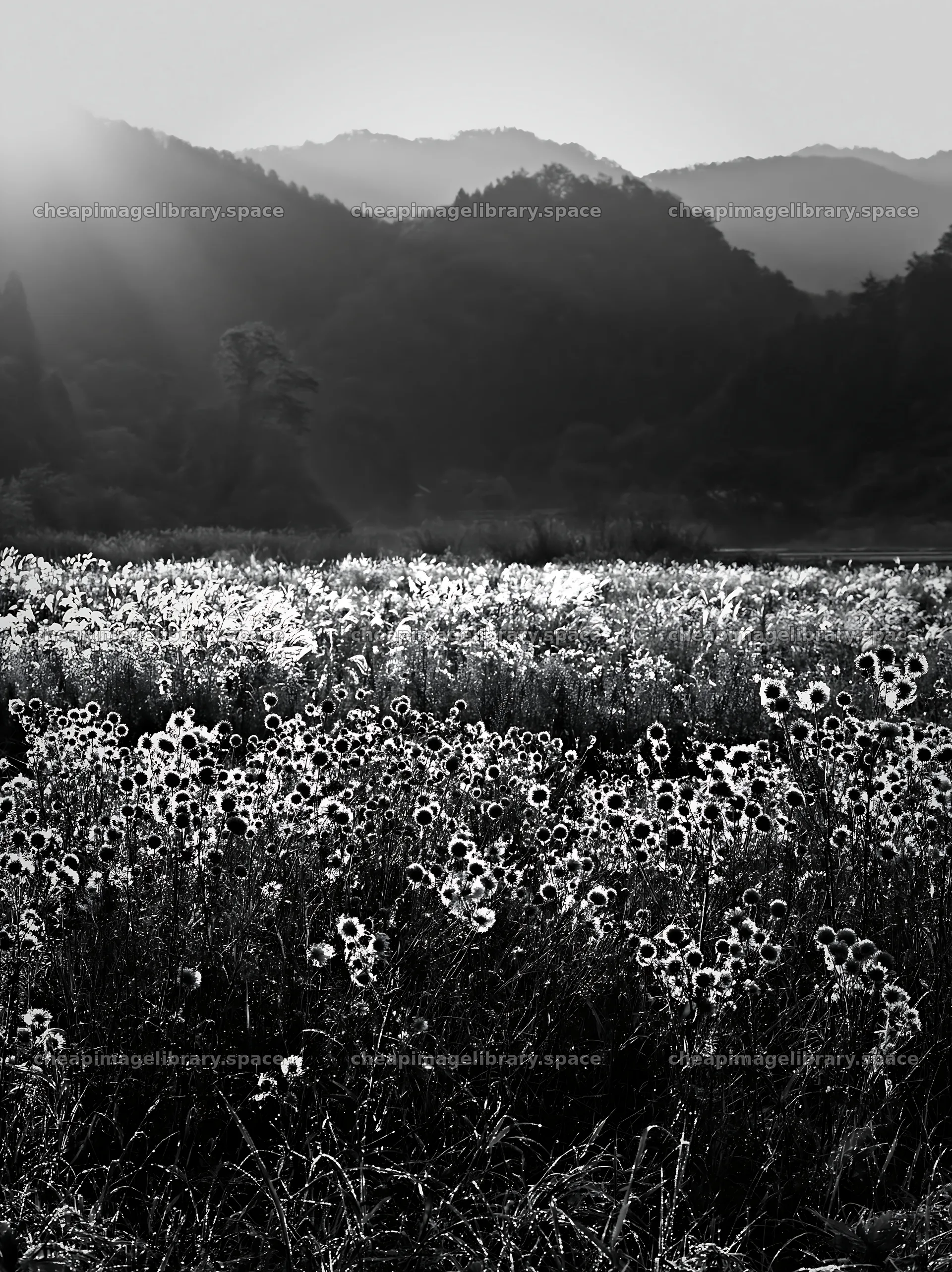 Aichi restored meadow autumn seedheads in the foreground – image library 6866x9174