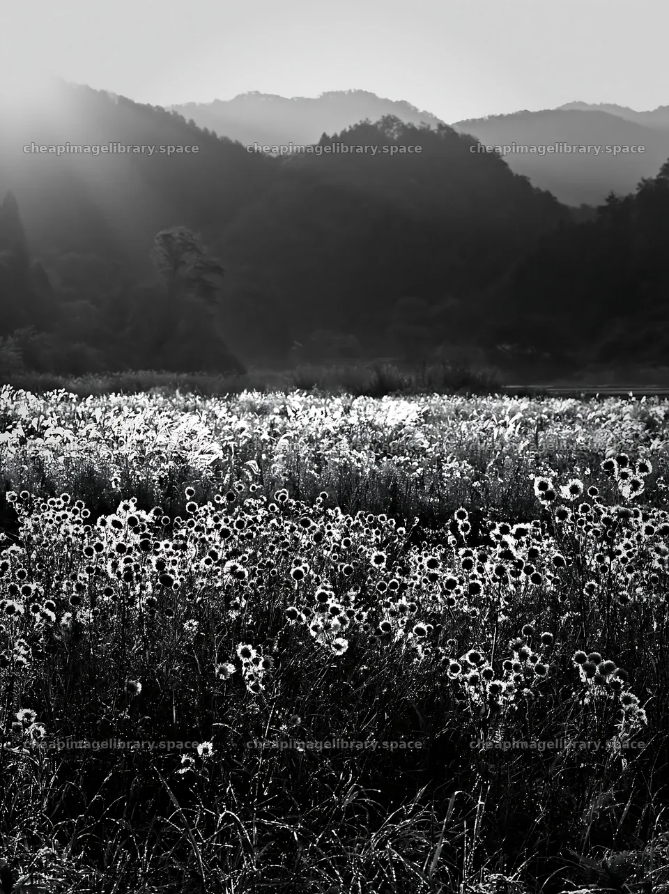 Aichi restored meadow autumn seedheads in the foreground – image library 6866x9174