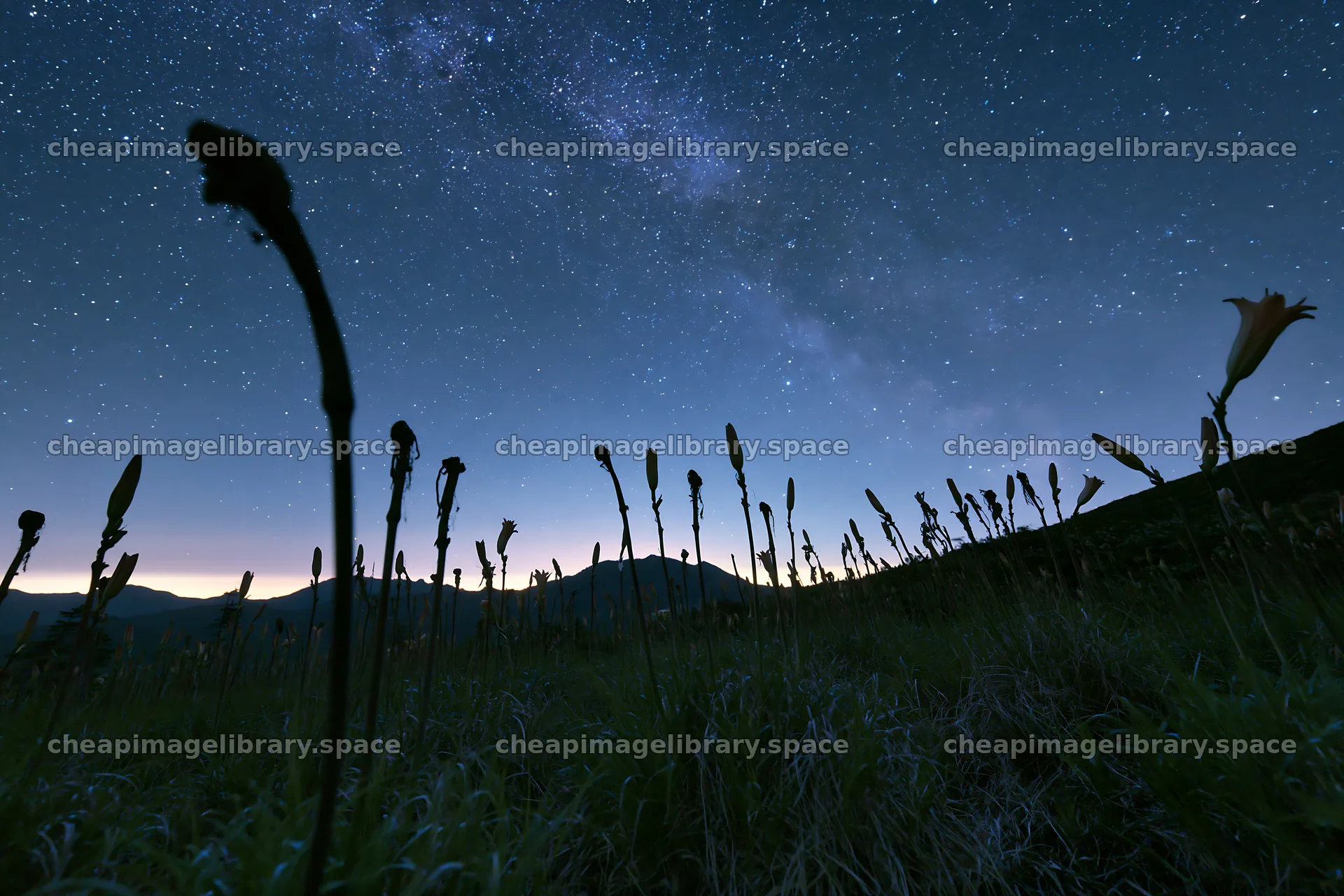 Kirigamine highland daylily meadow under the night sky – image library 9722x6480