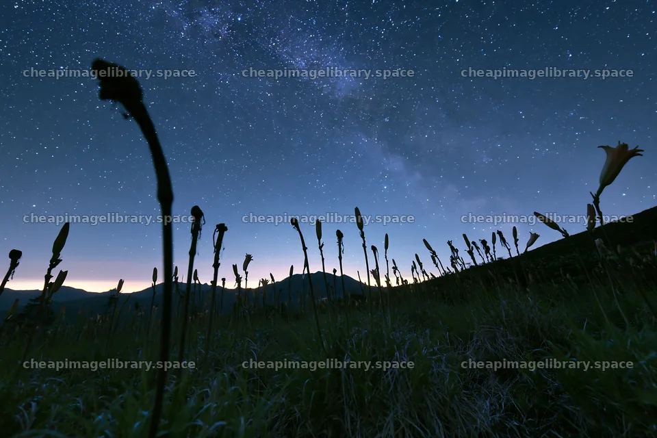 Kirigamine highland daylily meadow under the night sky – image library 9722x6480