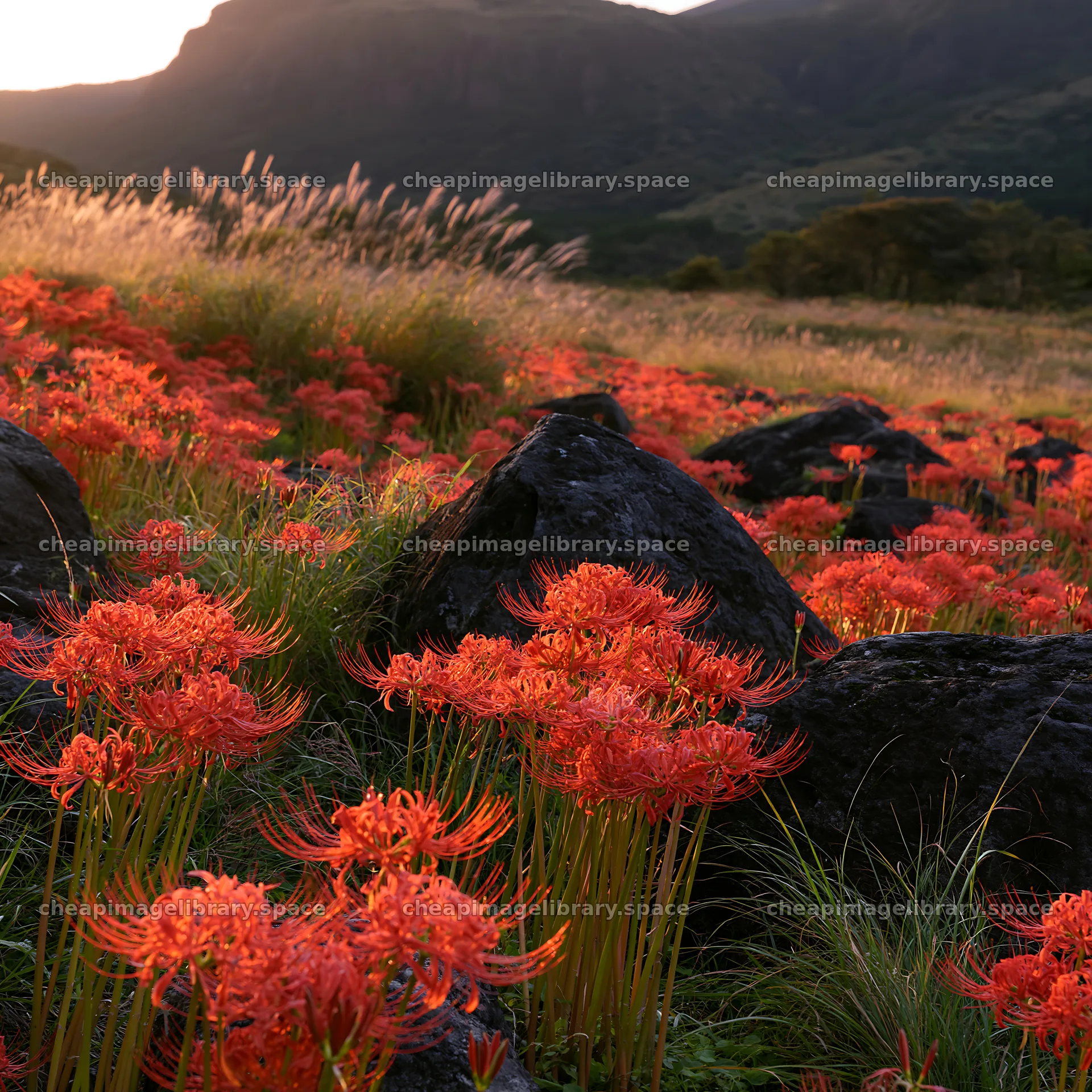 Kanagawa heat resilient meadow volcanic stones with red flowers – image library 7938x7938
