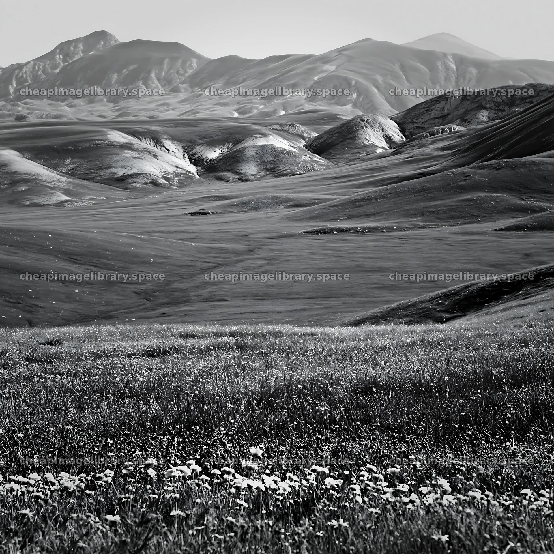 Snowmelt meadow with wildflowers and distant mountains – image library 7938x7938