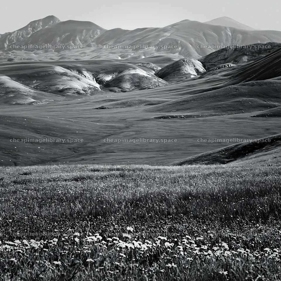 Snowmelt meadow with wildflowers and distant mountains – image library 7938x7938