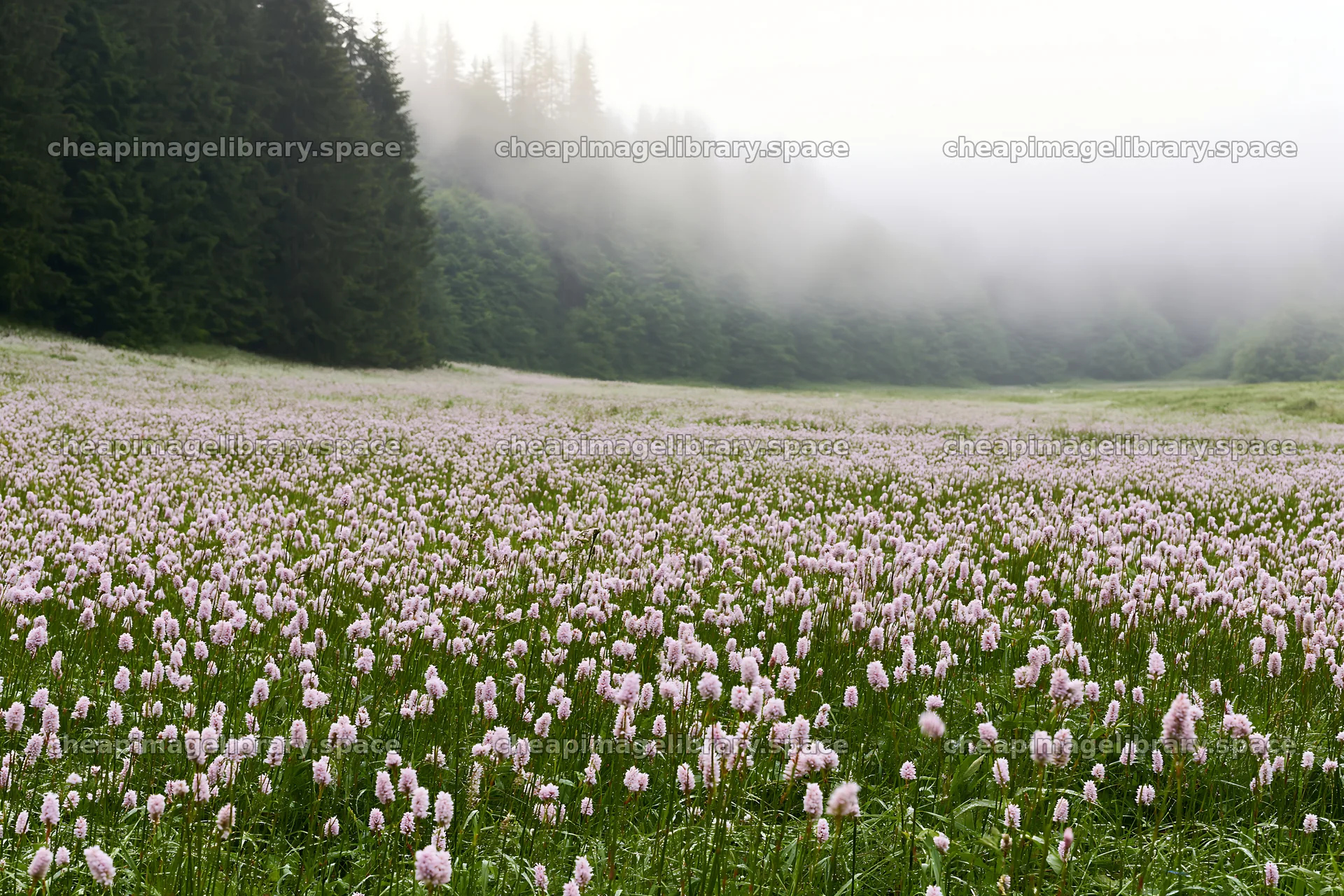 Meadow whiteout with blooming flowers and fog in the background – image library 9722x6480