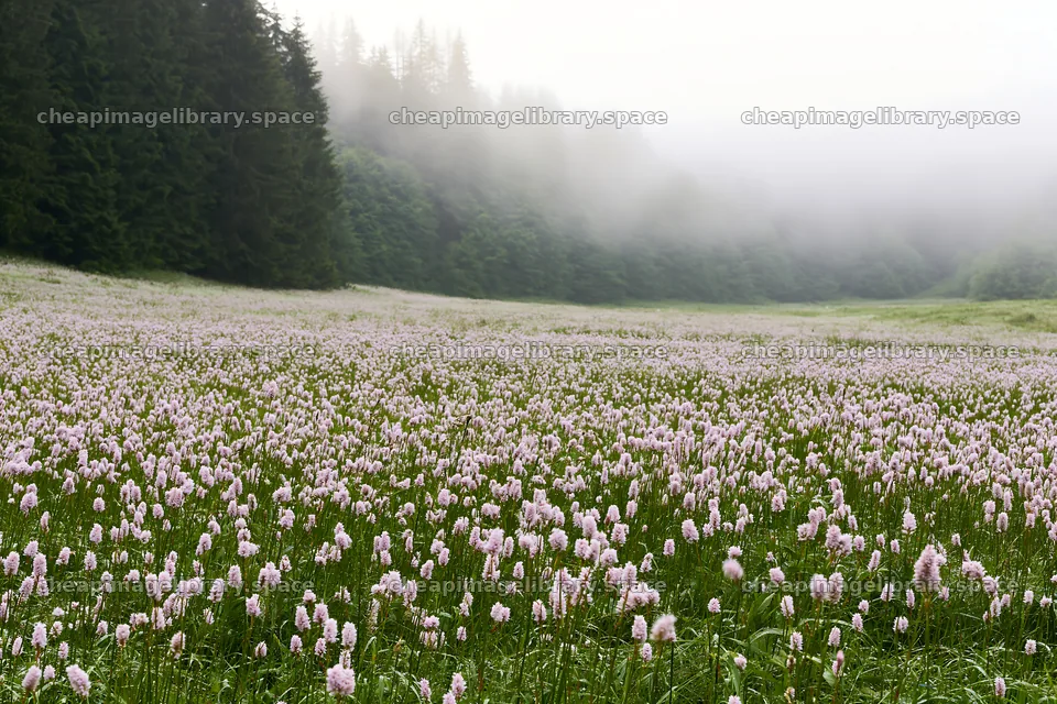 Meadow whiteout with blooming flowers and fog in the background – image library 9722x6480