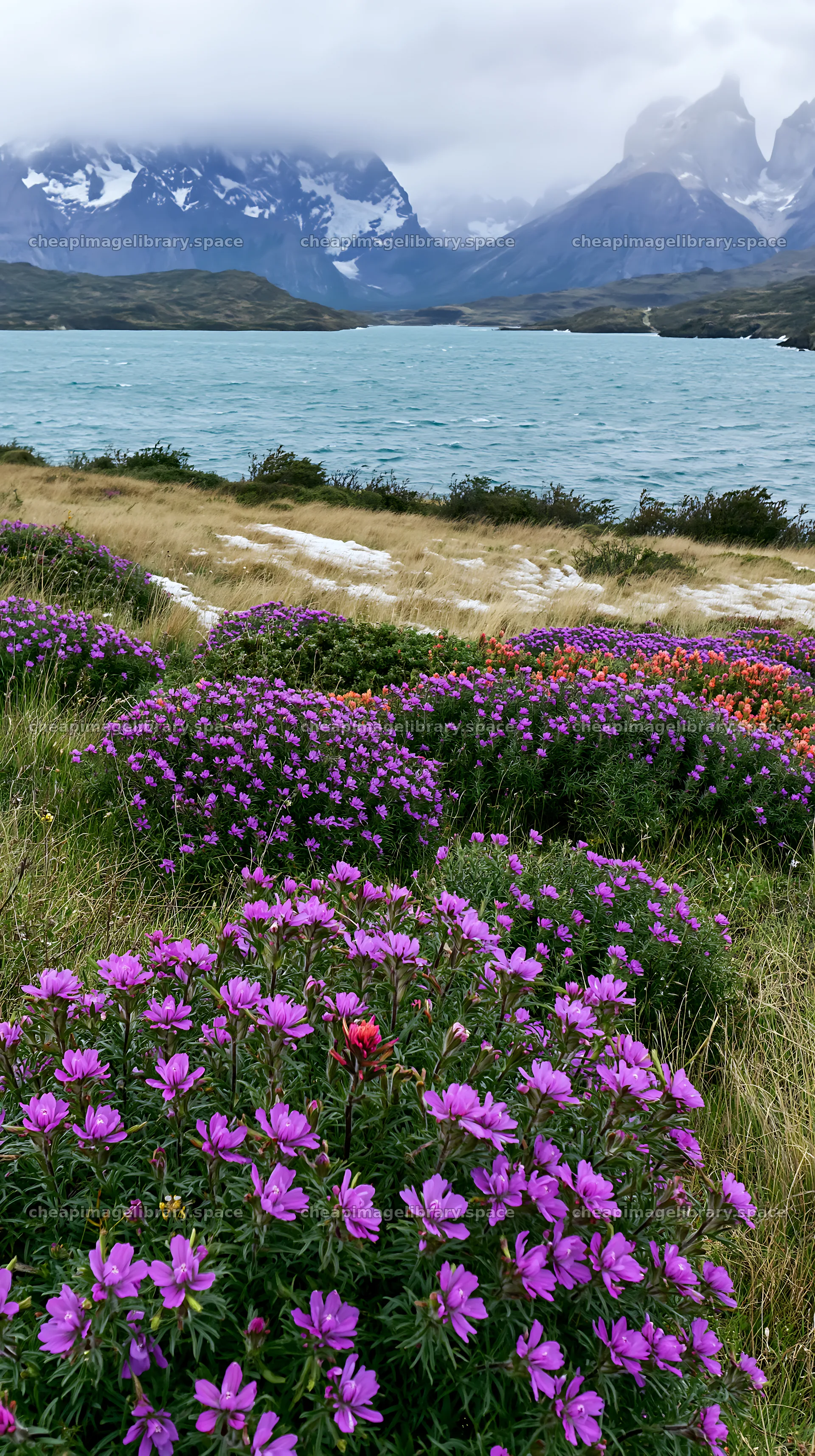 Snowy mountains and colorful flowers in Torres del Paine meadow – image library 5938x10608