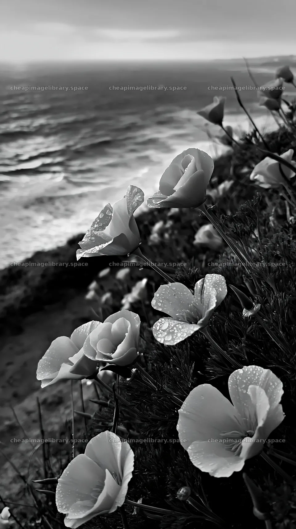 Flowers by the sea with waves in the background – image library 5938x10608