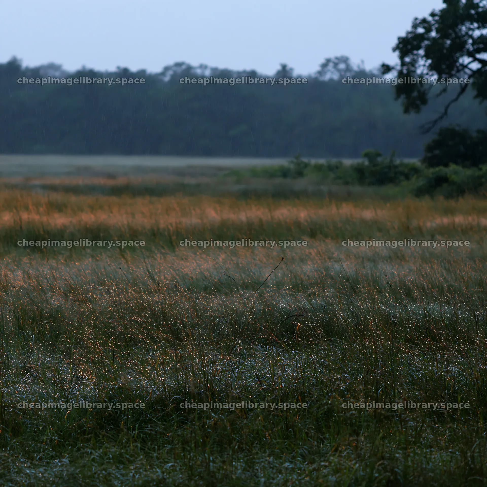 Kochi monsoon meadow with raindrops on grass in morning light – image library 7938x7938