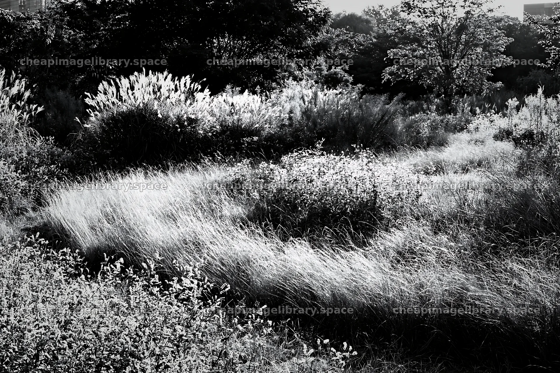 Tokyo urban biodiversity meadow with seedheads in daylight – image library 9722x6480
