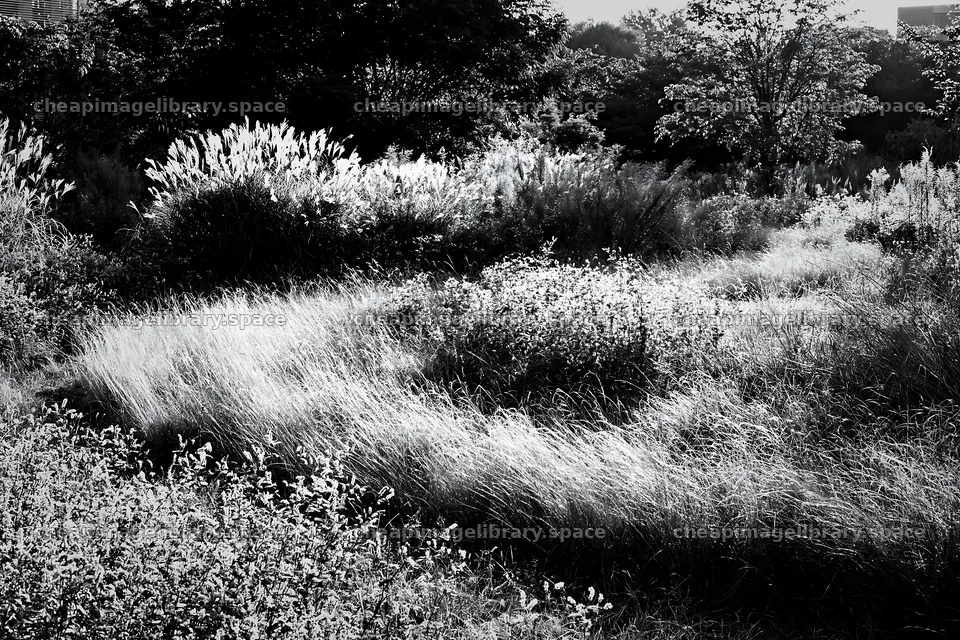 Tokyo urban biodiversity meadow with seedheads in daylight – image library 9722x6480