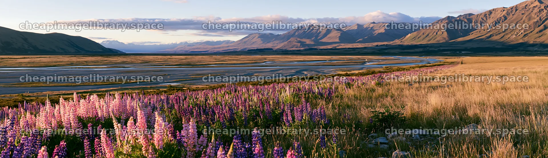 Lupin meadow with mountains and river in the background – image library 14762x4268