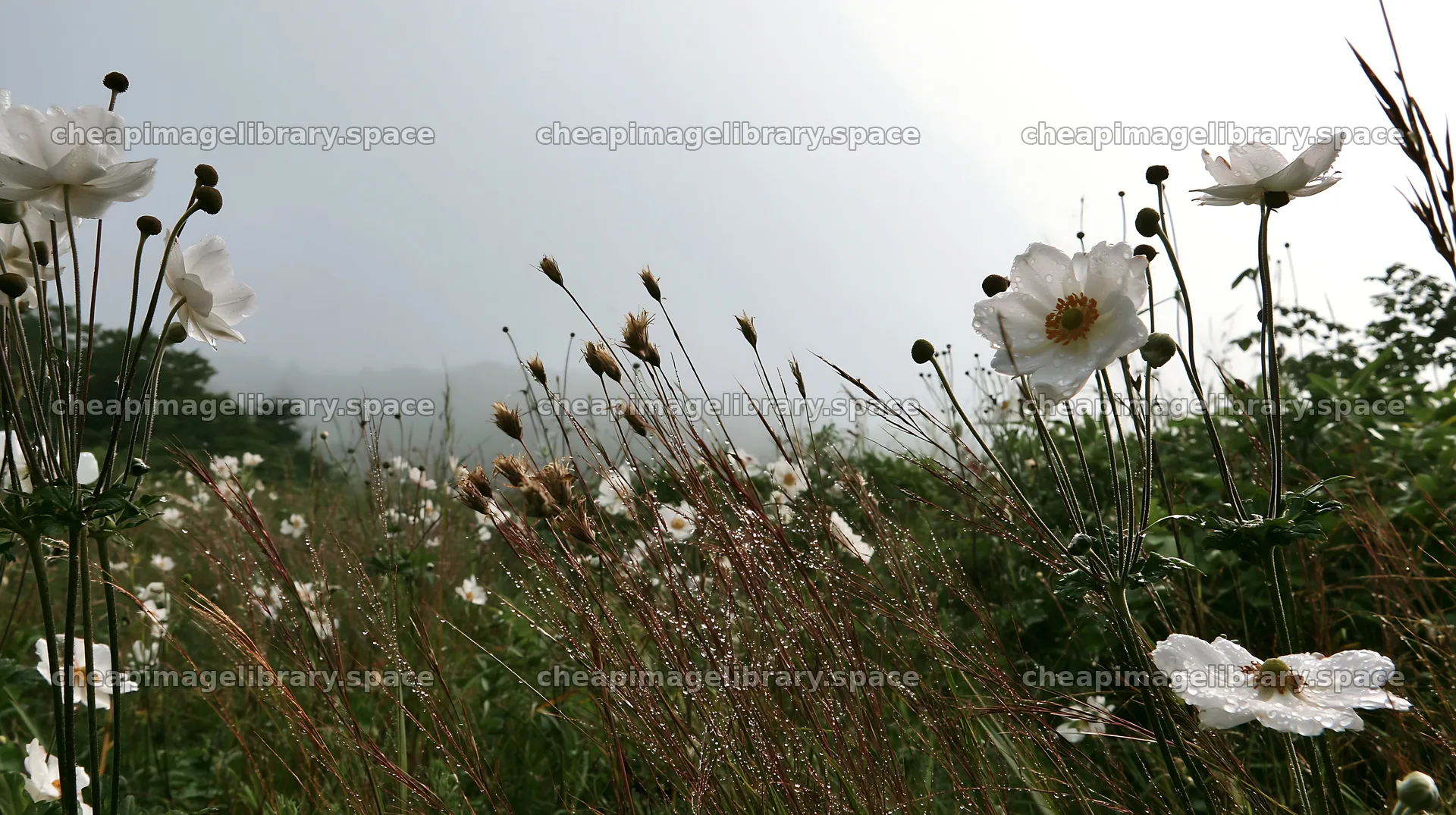 Iwate rain refreshed meadow seedhead foreground – image library 10608x5938