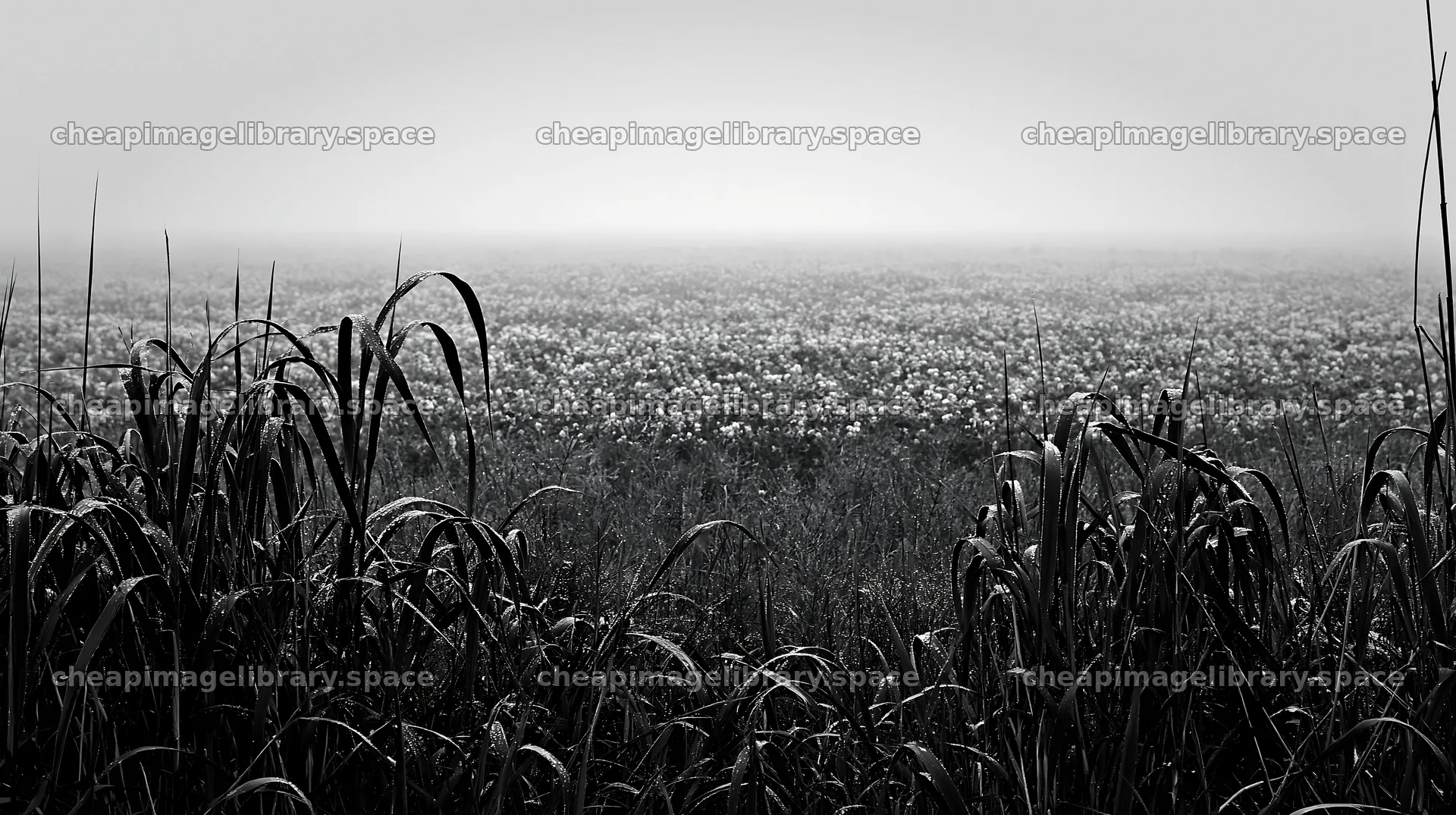 Floodplain meadow with reeds in black and white – image library 10608x5938