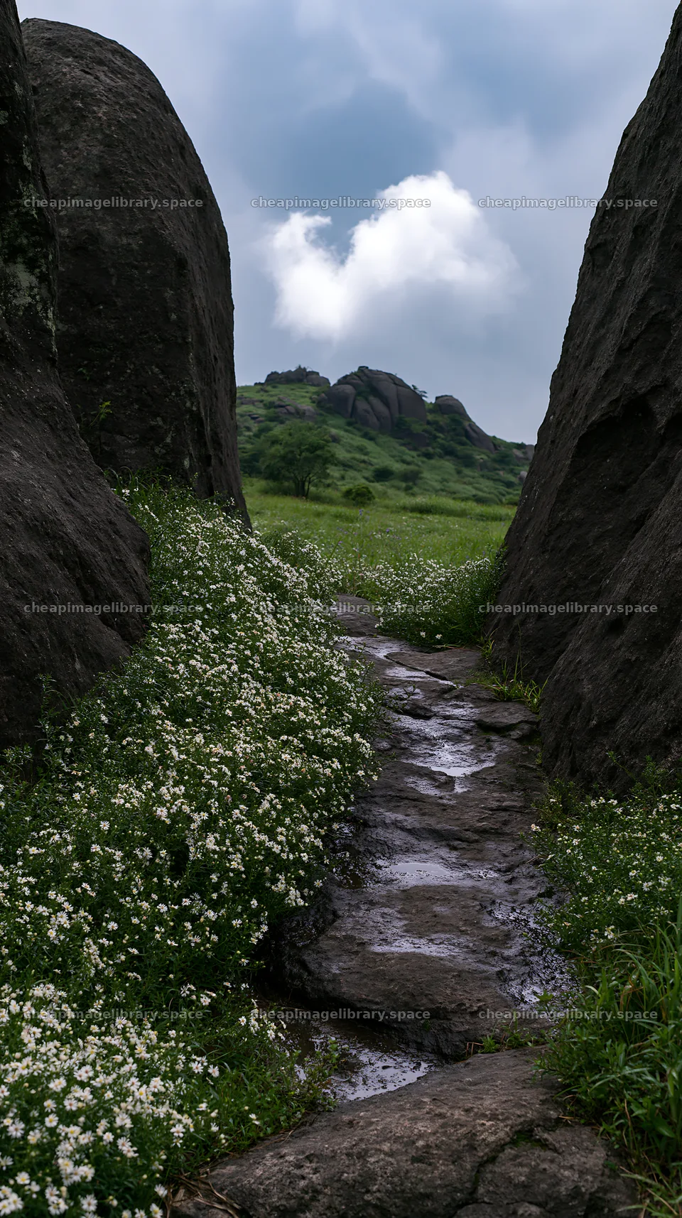 Oita highland meadow with granite stones and flowers – image library 5938x10608