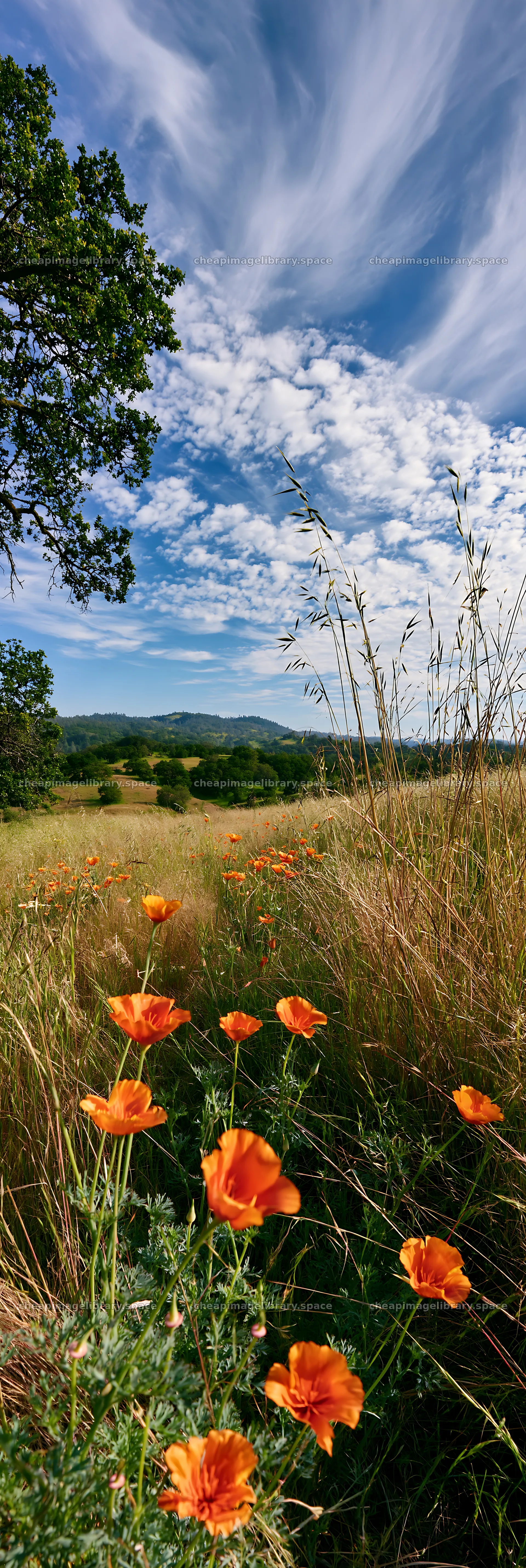 Regenerative meadow with orange flowers under blue sky – image library 4602x13690