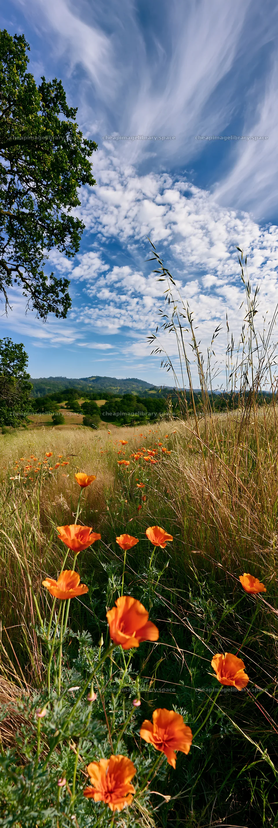 Regenerative meadow with orange flowers under blue sky – image library 4602x13690